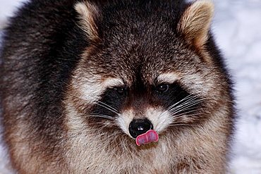 Raccoon (Procyon lotor) in winter, licking its nose with its tongue