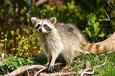 raccoon in Florida, USA