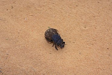 Dung beetle rolls dung