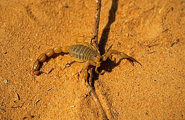 scorpion lies on the sand