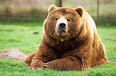 tired brown bear or grizzly lying in a meadow