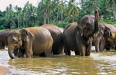 herd of asian elephants bathing in a river