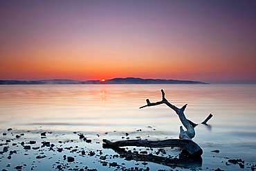 Deadwood on Lake Constance at sunrise, autumn, Germany, Europe