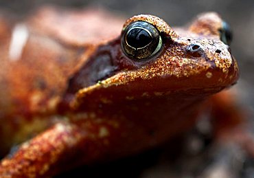 European Common Brown Frog (Rana temporaria) at Lake Mindel at Lake Constance, Baden-Wuerttemberg, Germany