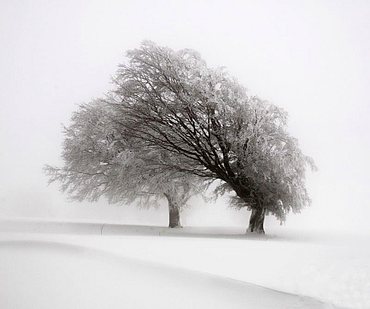 Beech trees deformed by wind in the Black Forest, Baden-Wuerttemberg, Germany, Europe