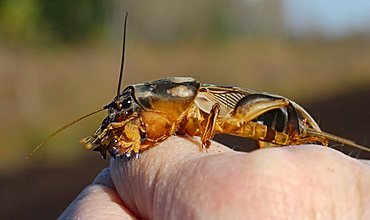 European Mole Cricket (Gryllotalpa gryllotalpa) on a child's hand