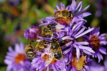 Hoverflies, (Episyrphus balteatus) and bees (Api mellifera) on aromatic aster blossom (Aster oblongifolius)