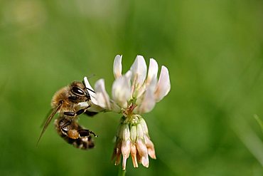 Bee (Apiforme) on a white clover flower