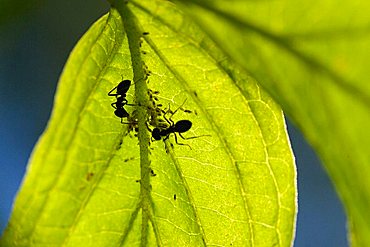 ants and greenflies (Aphidoidea )