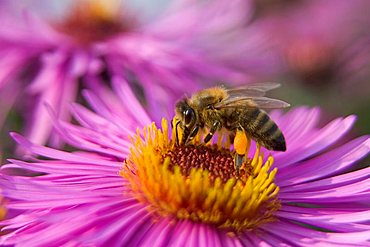 bee (Apis mellifera) on flower