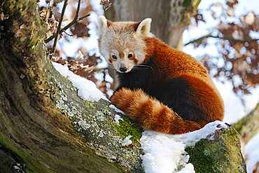 Small Red Panda (Ailurus fulgens) sitting on a tree