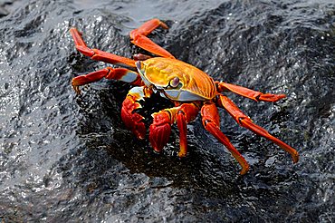 Red Clip Crab (Grapus grapus), Espanola Island, Galapagos, Ecuador, South America