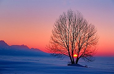 Tree silhouette at sunset over the Zugerberg Mountain, view of central Switzerland, fog, Zug, Switzerland, Europe