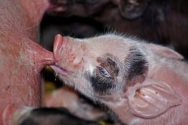 2 days old baby pig