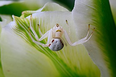 Crab Spider (Misumena vatia)