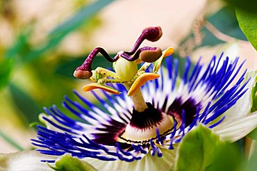 passion flower, detail of blossom (Passiflora caerulea)