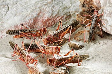 Desert Locusts (Schistocerca gregaria)