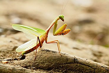 praying mantis (Mantodea), Long Bagun, East-Kalimantan, Borneo, Indonesia