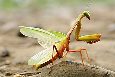 praying mantis (Mantodea), Long Bagun, East-Kalimantan, Borneo, Indonesia