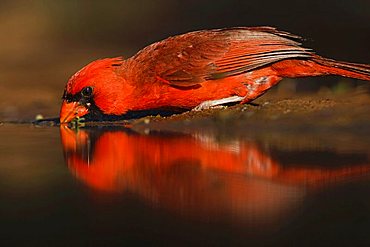 Northern Cardinal (Cardinalis cardinalis), male drinking, Rio Grande Valley, Texas, USA