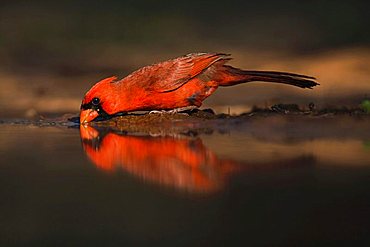 Northern Cardinal (Cardinalis cardinalis), male drinking, Rio Grande Valley, Texas, USA