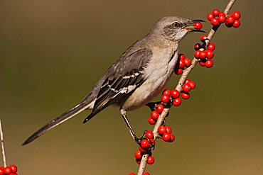 Northern Mockingbird (Mimus polyglottos), adult eating Possum Haw Holly (Ilex decidua) berries, Bandera, Hill Country, Texas, USA