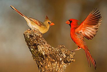 Northern Cardinal (Cardinalis cardinalis), pair fighting, Bandera, Hill Country, Texas, USA