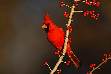 Northern Cardinal (Cardinalis cardinalis), male eating Possum Haw Holly (Ilex decidua) berries, Bandera, Hill Country, Texas, USA