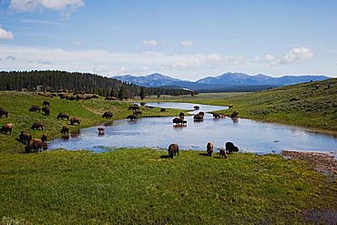 American Bison, Buffalo (Bison bison), herd, Yellowstone National Park, Wyoming, USA