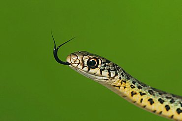 Prairie Kingsnake (Lampropeltis calligaster), young, Sinton, Corpus Christi, Coastal Bend, Texas, USA