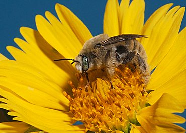 Leafcutter bee, mason bee (Megachilidae), adult feeding on daisy, Sinton, Corpus Christi, Coastal Bend, Texas, USA