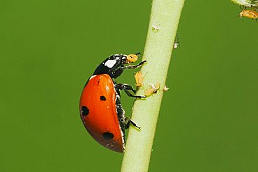 Seven-spotted Ladybug (Coccinella septempunctata), adult eating Aphids (Aphidoidea), Sinton, Corpus Christi, Coastal Bend, Texas, USA