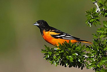 Baltimore Oriole (Icterus galbula), male, Sinton, Corpus Christi, Coastal Bend, Texas, USA