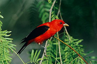 Scarlet Tanager (Piranga olivacea), male, South Padre Island, Rio Grande Valley, Texas, USA