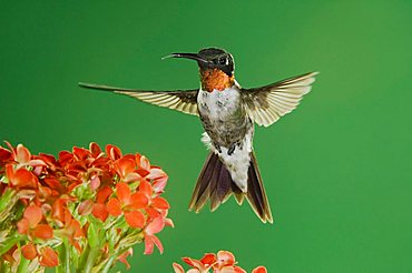 Ruby-throated Hummingbird (Archilochus colubris), male in flight feeding on Kalanchoe Flower, New Braunfels, Hill Country, Texas, USA