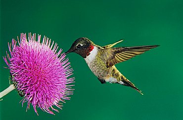 Ruby-throated Hummingbird (Archilochus colubris), male feeding on Texas Thistle (Cirsium texanum), Sinton, Corpus Christi, Coastal Bend, Texas, USA