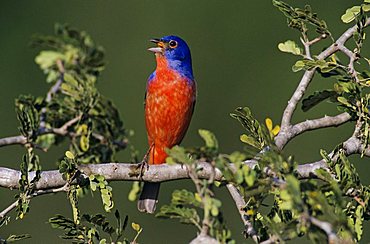 Painted Bunting (Passerina ciris), male singing, Lake Corpus Christi, Texas, USA