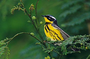 Magnolia Warbler (Dendroica magnolia), male, South Padre Island, South Texas, USA