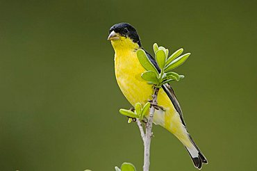 Lesser Goldfinch (Carduelis psaltria), black-backed male perched, Uvalde County, Hill Country, Texas, USA