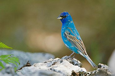 Indigo Bunting (Passerina cyanea), male, Uvalde County, Hill Country, Central Texas, USA