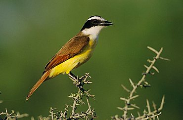 Great Kiskadee (Pitangus sulphuratus), adult, Starr County, Rio Grande Valley, Texas, USA