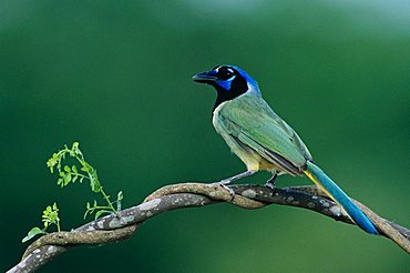 Green Jay (Cyanocorax yncas), adult, Lake Corpus Christi, Texas, USA