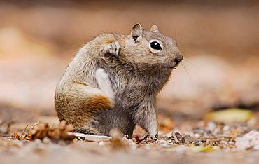 Golden-mantled Ground Squirrel (Spermophilus lateralis), adult scratching, Rocky Mountain National Park, Colorado, USA