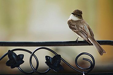 Eastern Phoebe (Sayornis phoebe), adult perched on chair, Hill Country, Texas, USA