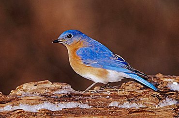 Eastern Bluebird (Sialia sialis), male on log with ice, Burlington, North Carolina, USA