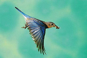 Eastern Bluebird (Sialia sialis), male in flight with fecal sac, Willacy County, Rio Grande Valley, Texas, USA