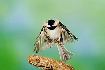 Carolina Chickadee (Poecile carolinensis), adult in flight, New Braunfels, Hill Country, Texas, USA