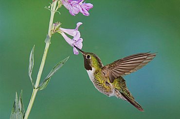 Broad-tailed Hummingbird (Selasphorus platycercus), male in flight feeding on Penstemon flower (Penstemon sp.), Rocky Mountain National Park, Colorado, USA