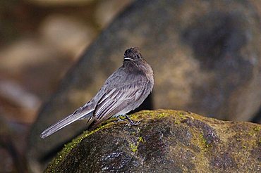 Black Phoebe (Sayornis nigricans), adult perched on rock, Bosque de Paz, Central Valley, Costa Rica, Central America