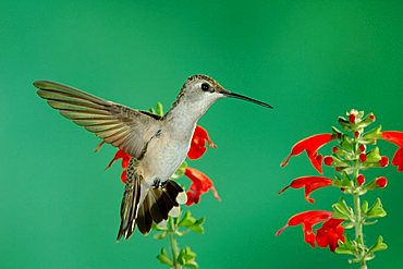 Black-chinned Hummingbird (Archilochus alexandri), female in flight feeding on Sage, Madera Canyon, Arizona, USA